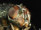 01 Insect macro