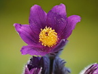 02 Flowers macro