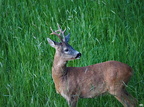 12 Animals